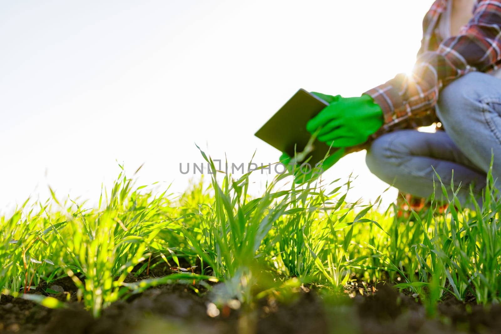 female agronomist with a digital tablet in her hands checks young shoots in the field. A female farmer using a modern tablet checks the growth of her crop. Agriculture concept.