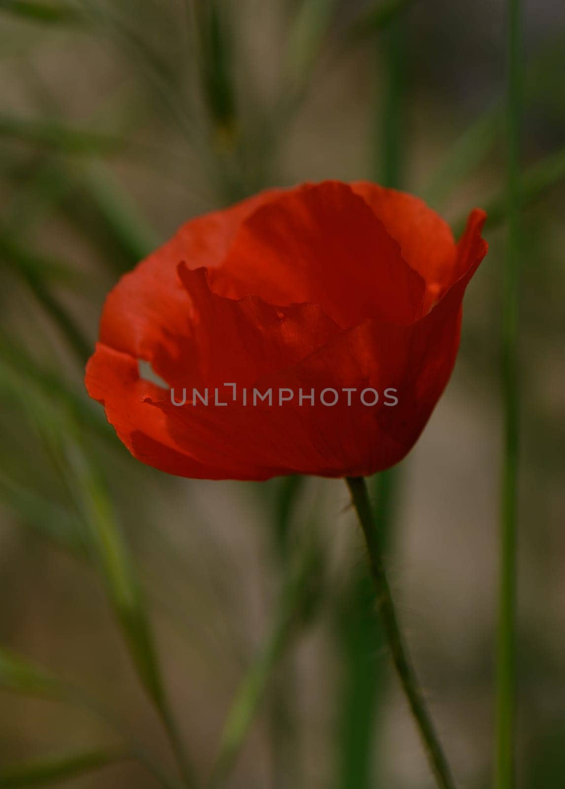 A radiant red poppy blooms in a serene meadow, illuminated by the warm glow of sunset. Delicate green grasses sway softly in the breeze, creating a peaceful atmosphere.
