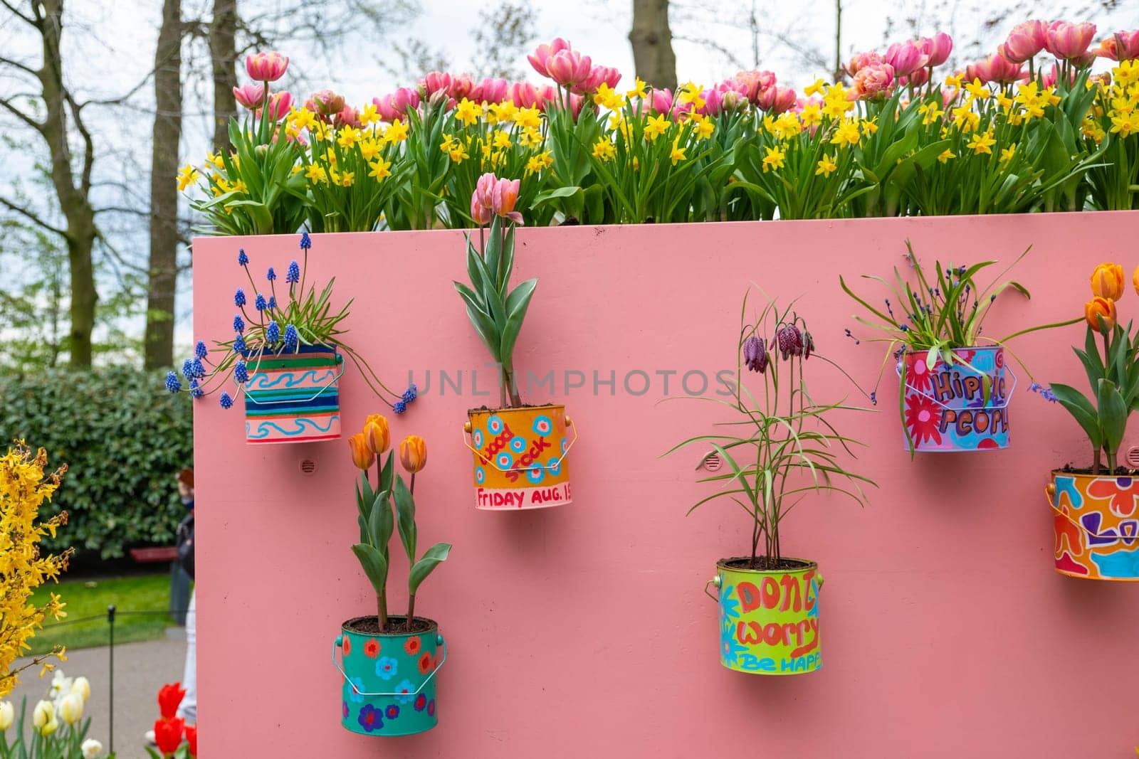 Lisse, Netherlands - April 17, 2019: Flowers tulips, daffodils, muscari, hyacinths in flower pots on the wall. Decoration in a Keukenhof park