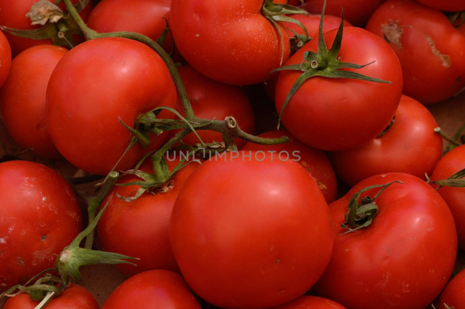 A vibrant collection of ripe red tomatoes fills a rustic crate, their glossy skin shimmering under warm sunlight, highlighting the harvest's freshness and quality on a cheerful day.
