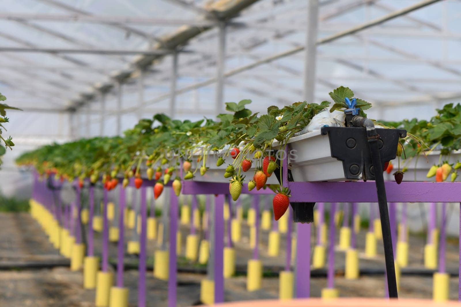 Rows of flourishing strawberry plants hang in a bright, airy greenhouse, showcasing ripe and unripe fruit in a nurturing agricultural environment that promotes healthy growth.
