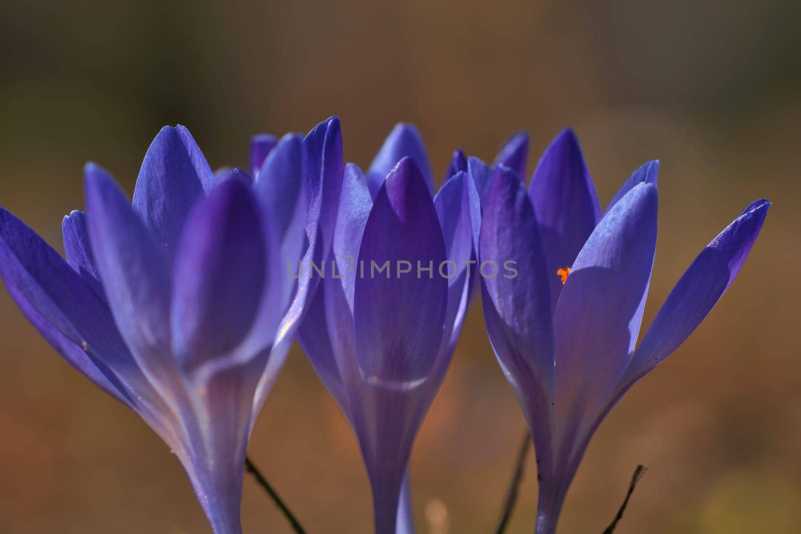 Three purple crocus blossoms, depicted individually and dreamily. Focus on the delicate petals. Romantic flower picture