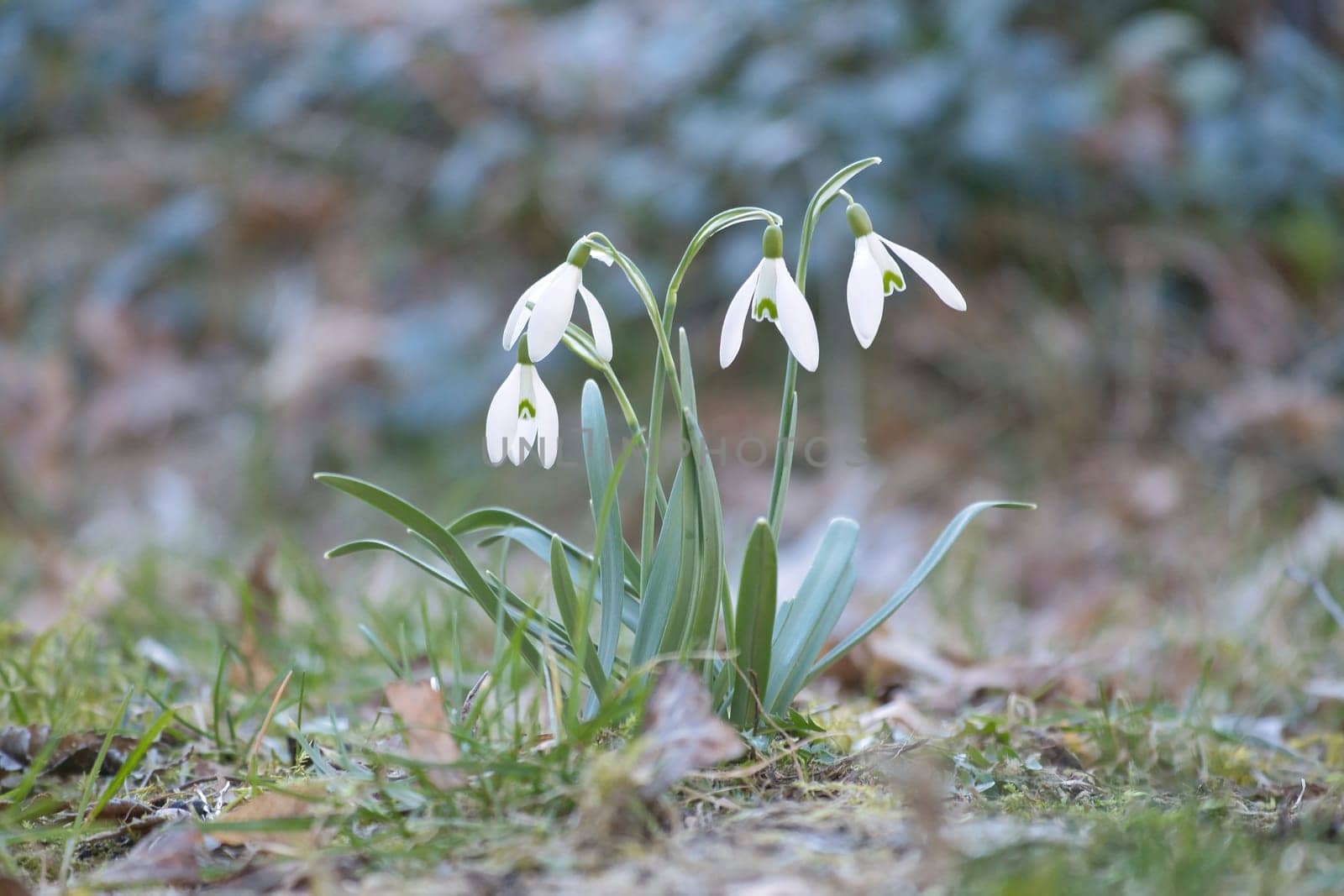 Gentle snowdrops bloom among the green grass in spring. Delicate, white flowers symbolize a new beginning and the awakening of nature. Macro photography of flowers.