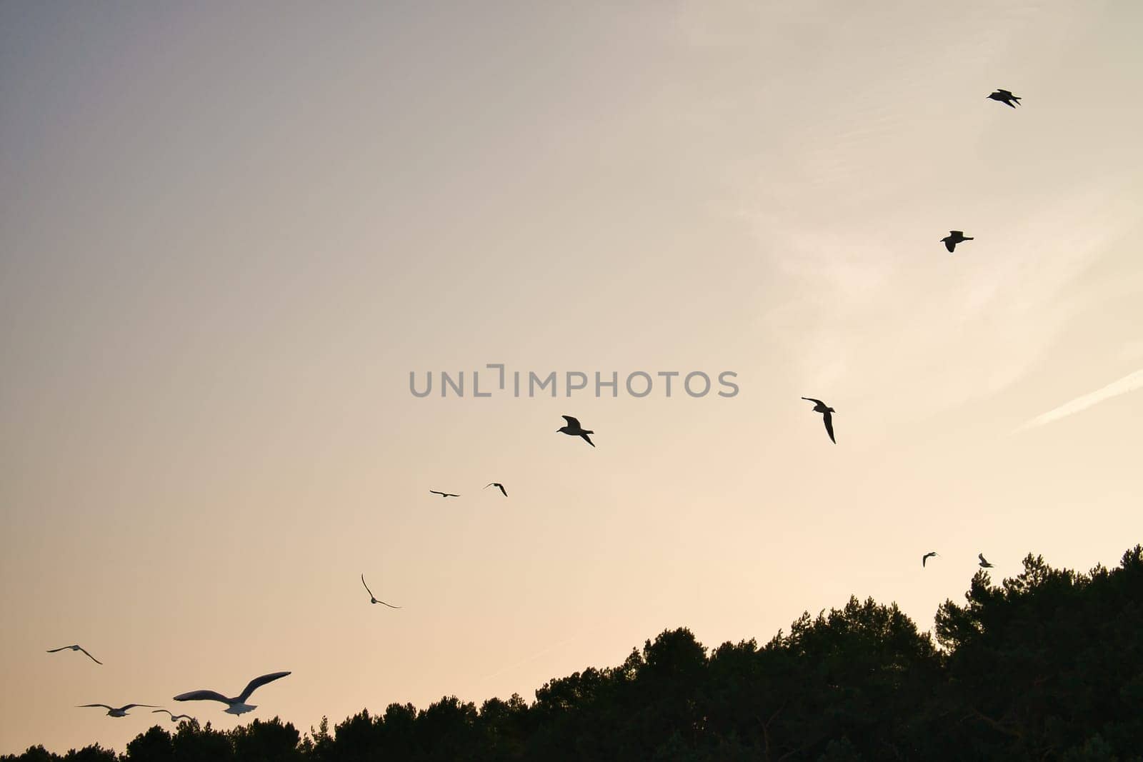 Seagulls glide gracefully through the clear sky, over a forest on the coast. Wildlife photos of birds. Minimalist nature photography with freedom and lightness.