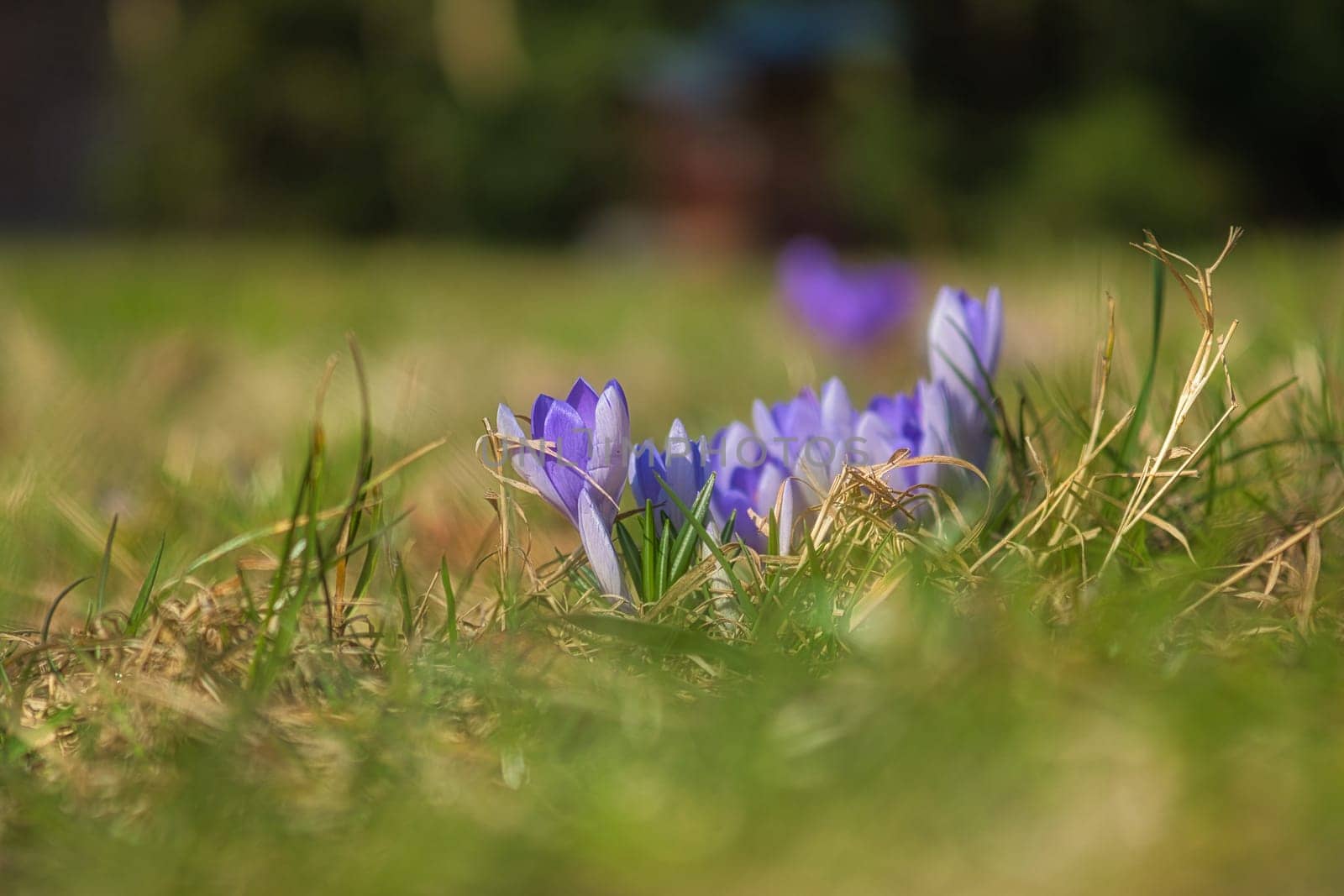 A purple crocus blooming in a meadow in spring. Plant shot with focus on the delicate petals. Natural beauty and a new beginning in nature.