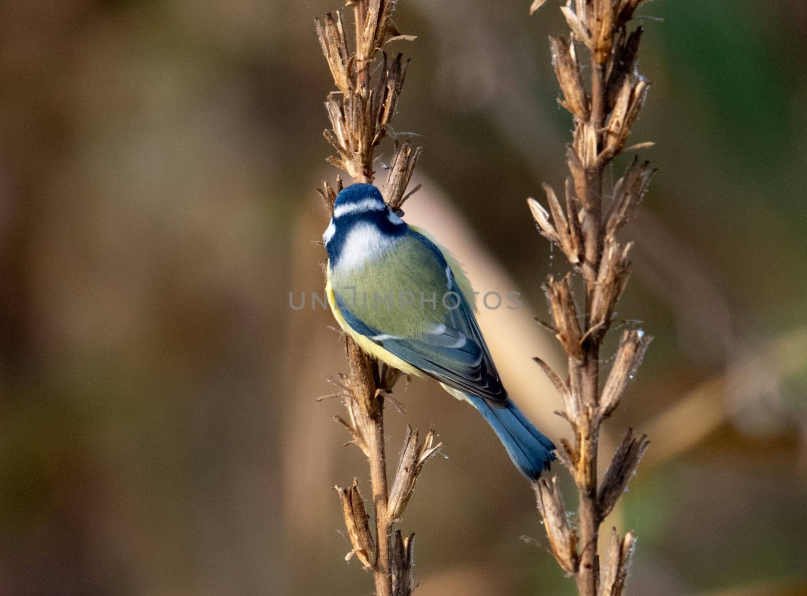 Blue Tit Perches On Tree