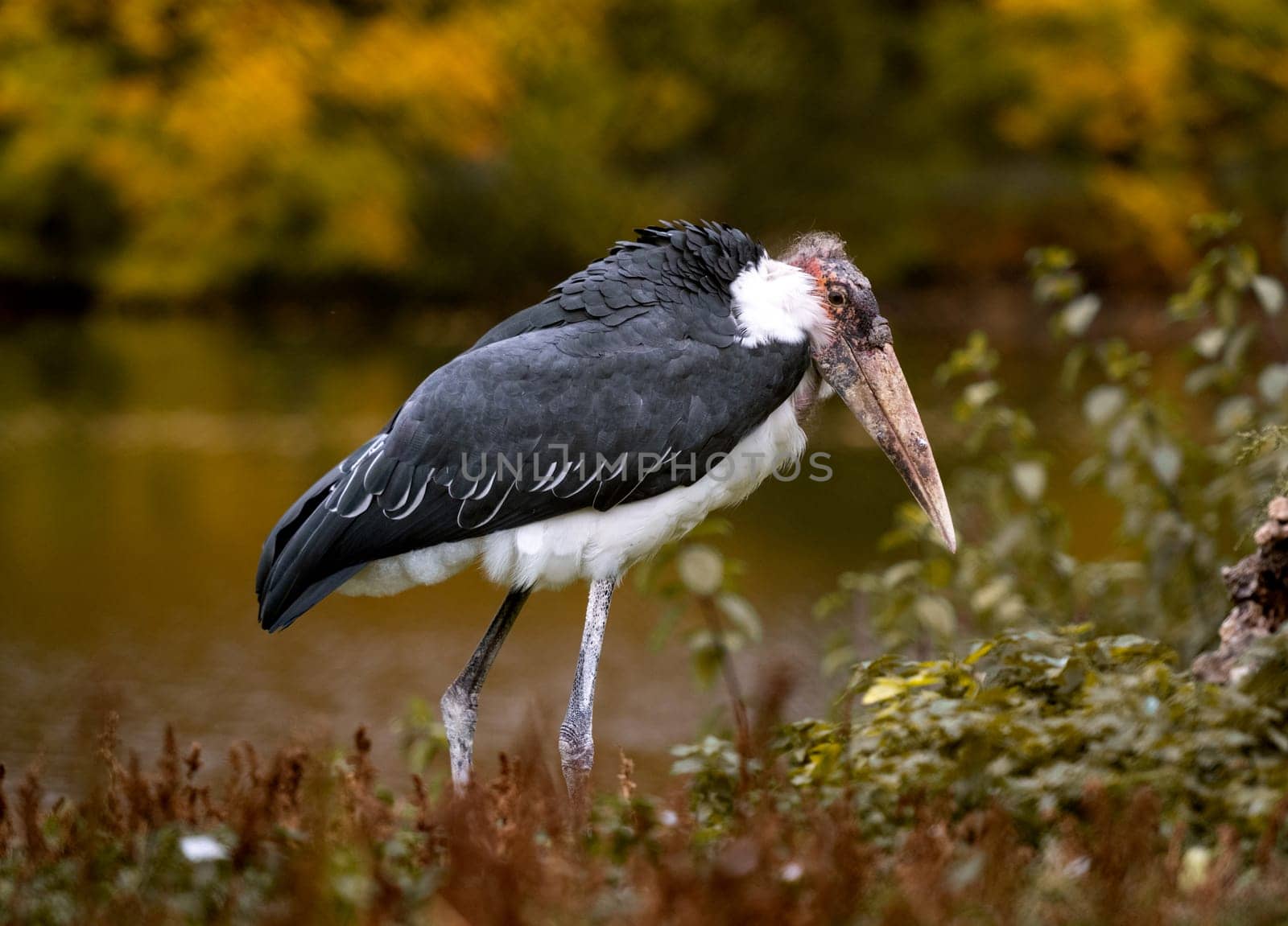 Stork Marabou Stands Near Lake In Autumn