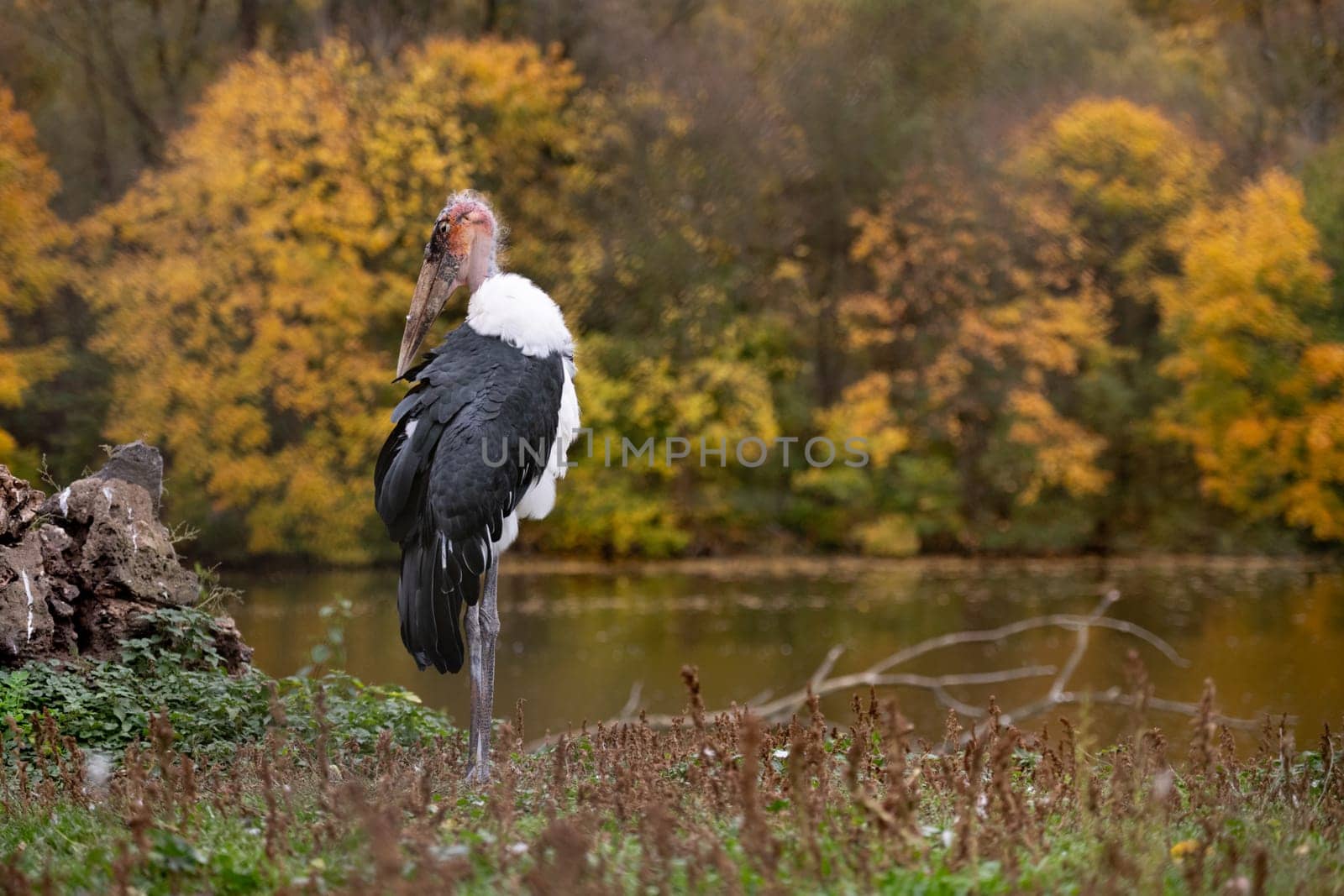 Marabou Stork Stands Against Autumn Trees Backdrop