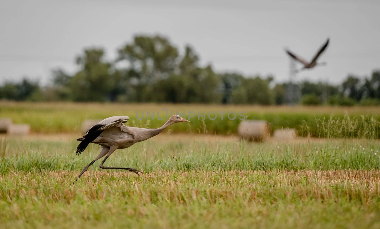 Young Grey Crane Runs Across Field