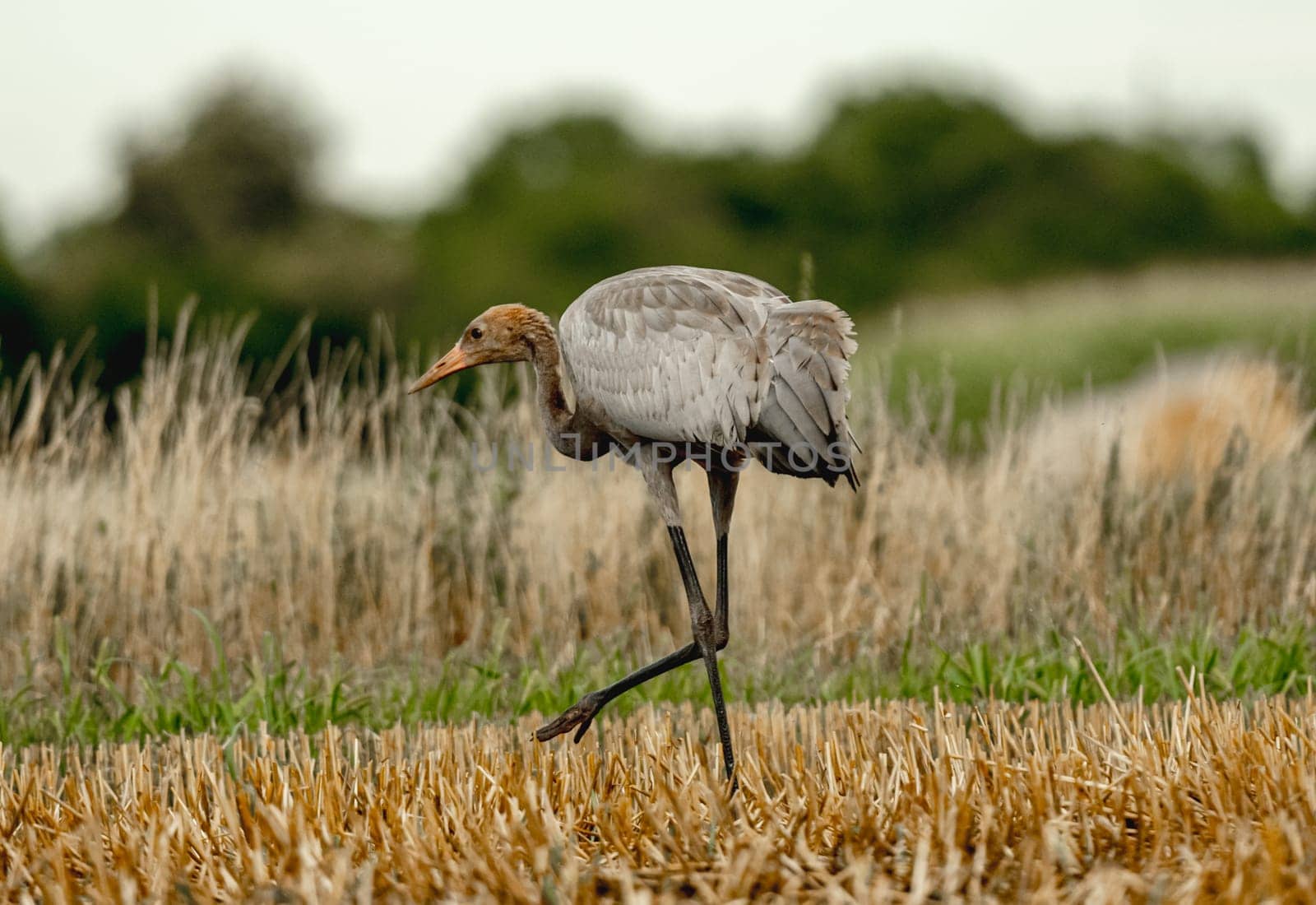 Grey Crane Chick In Field Stands Tall, Observing Surroundings With Curiosity