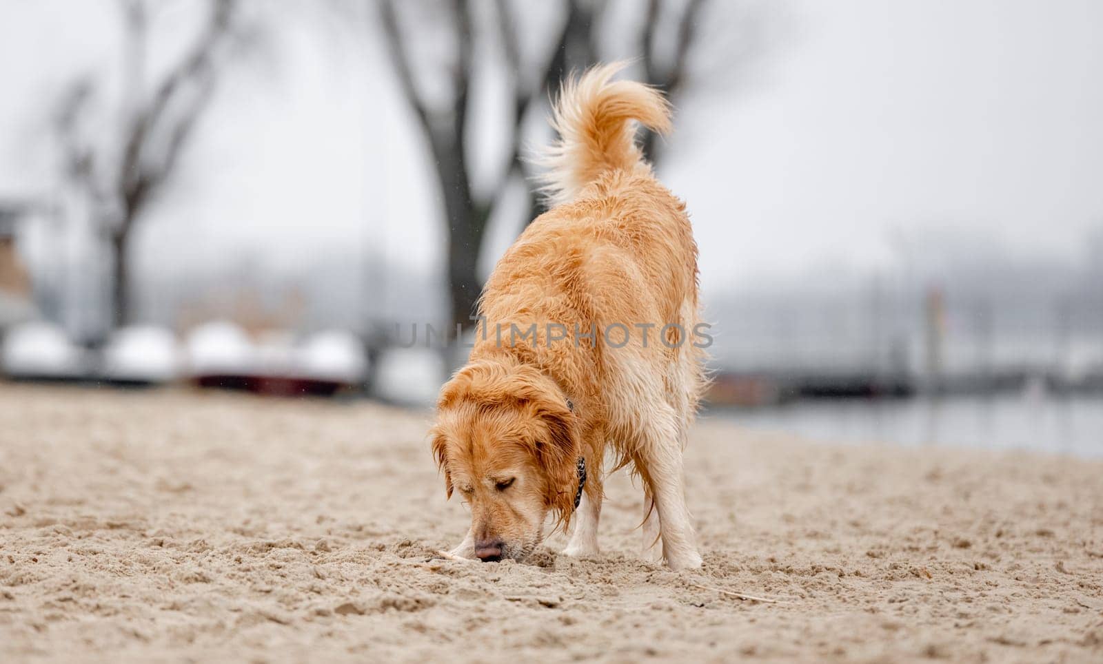 Wet Golden Retriever Sniffs Sand By Lake Shore In Spring