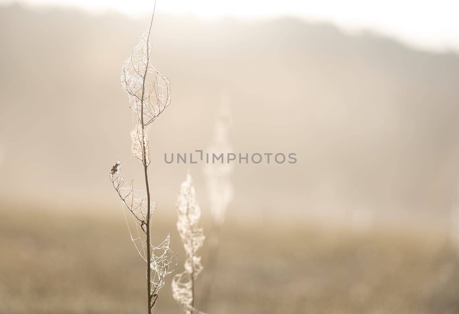 Dew-Laden Spiderwebs Adorn Withered Grass In Foggy Macro Photography