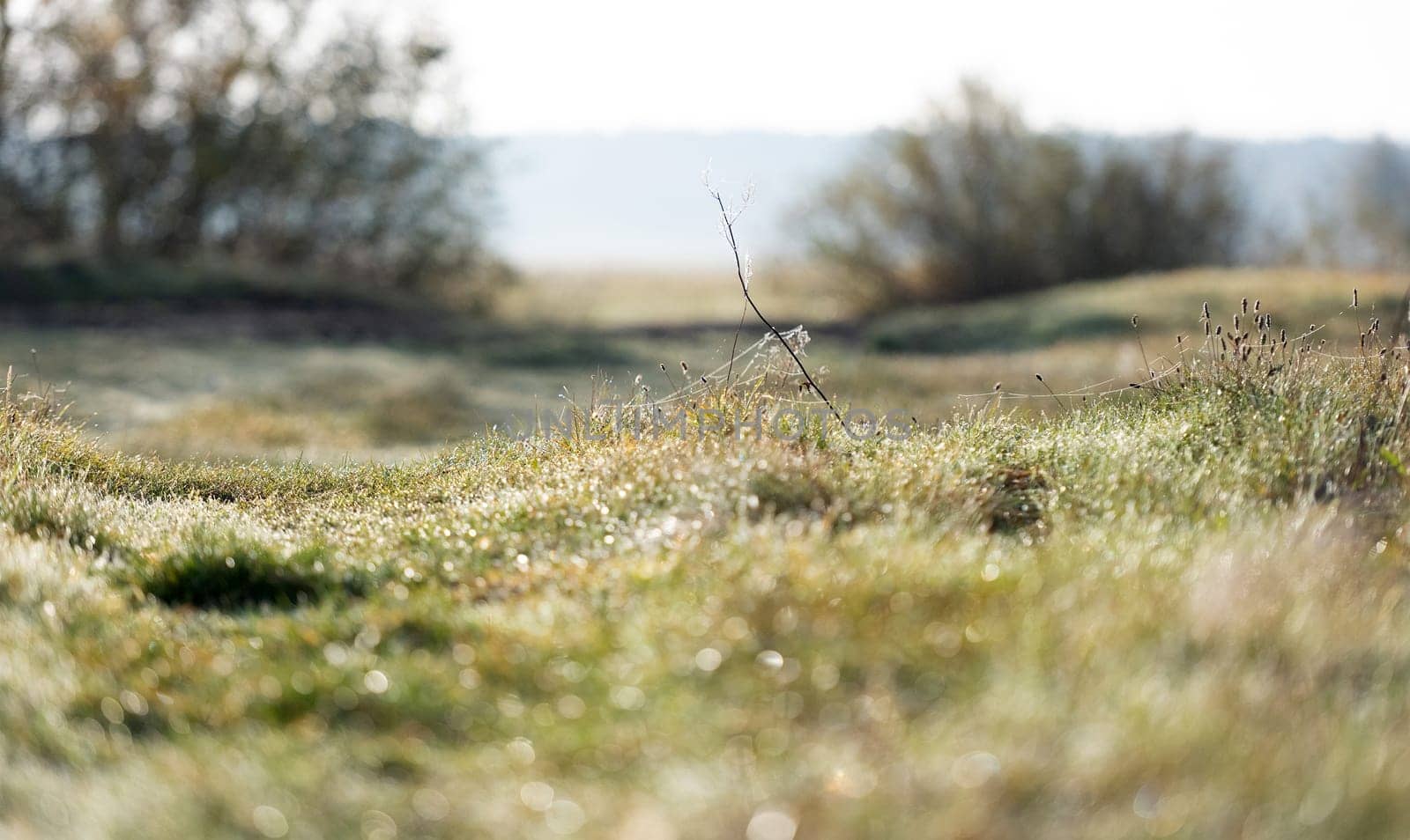 Dew-Laden Spiderwebs Adorn Withered Grass In Foggy Macro Photography