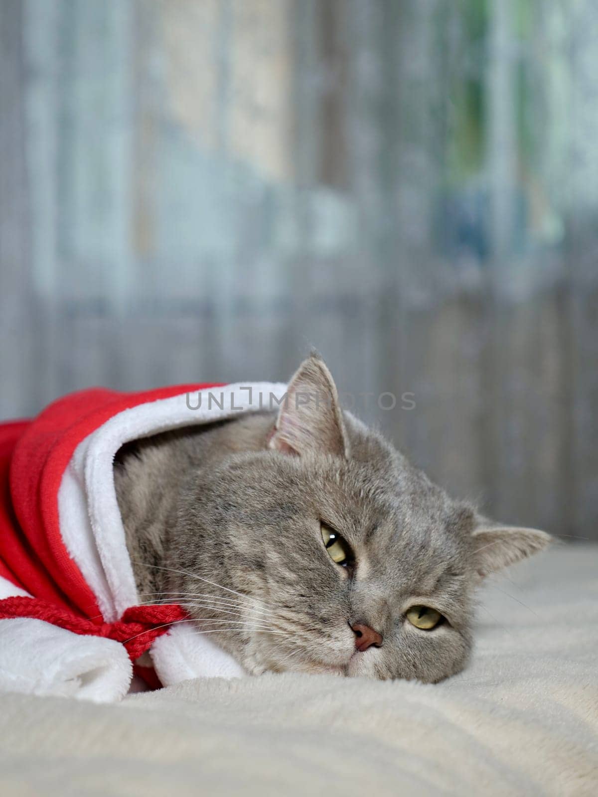 Celebrating Merry Christmas and Happy New Year 2025 at home with a pet. Scottish Straight cat sleeping on bed close-up