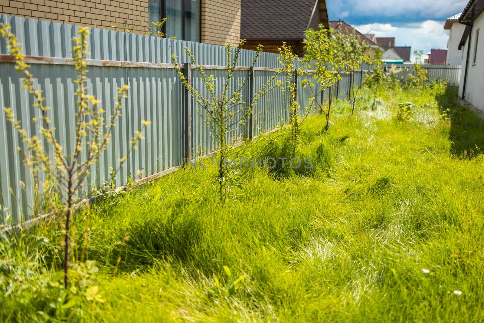 Young trees growing along metal fence in sunny backyard. Suburban landscaping and early-stage residential garden development