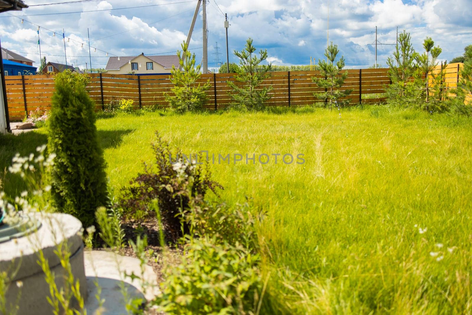 Backyard garden with pine trees and bushes near wooden fence. Private outdoor greenery and home landscaping in suburban environment