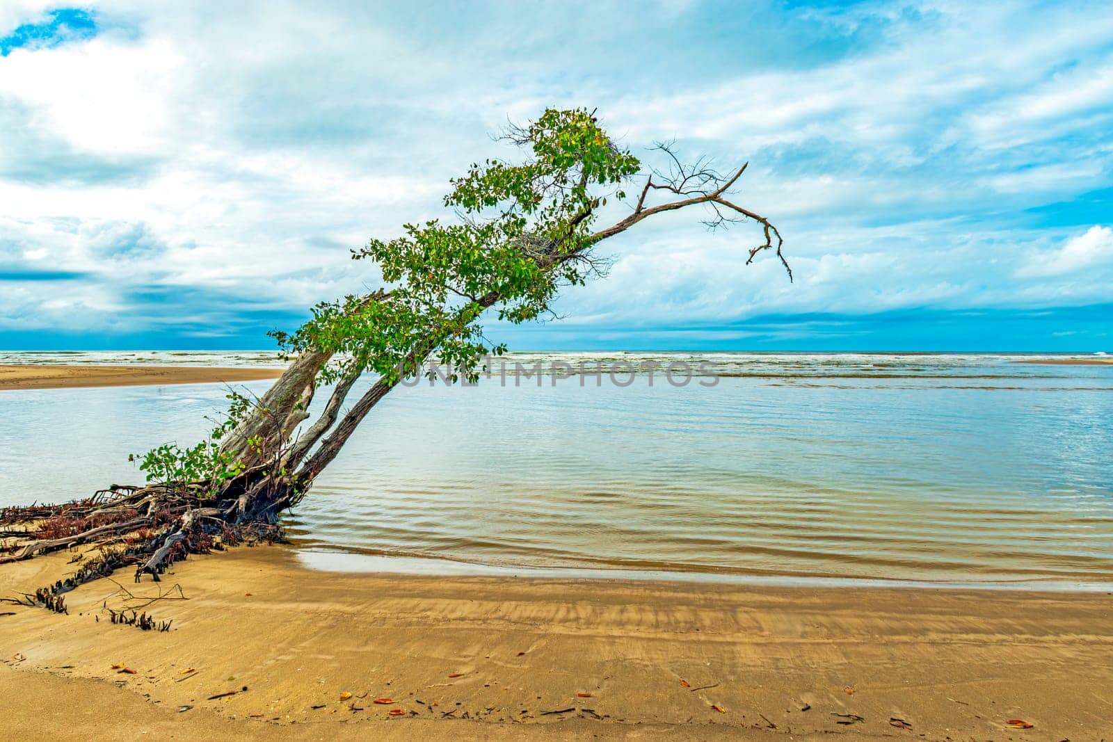 Dry and twisted tree on the beachfront in Serra Grande on the southern coast of the state of Bahia