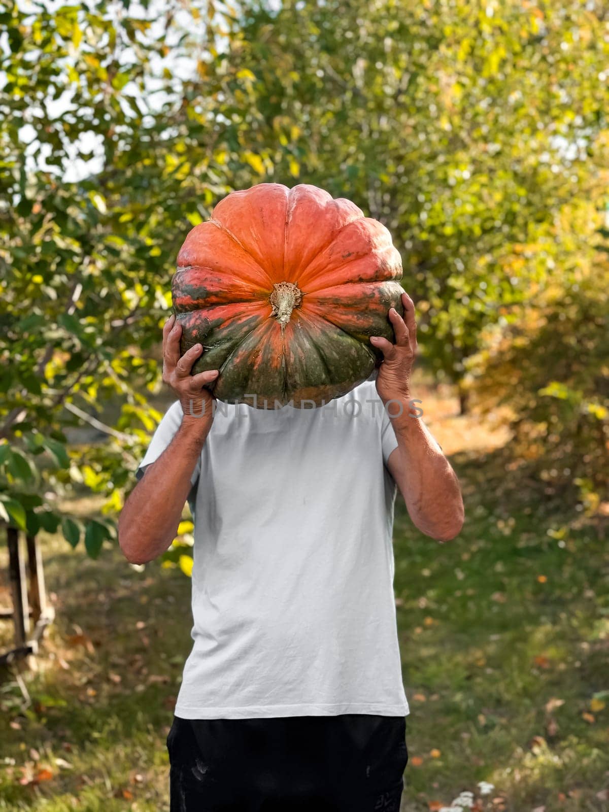 Mature caucasian male holding large pumpkin in autumn garden.