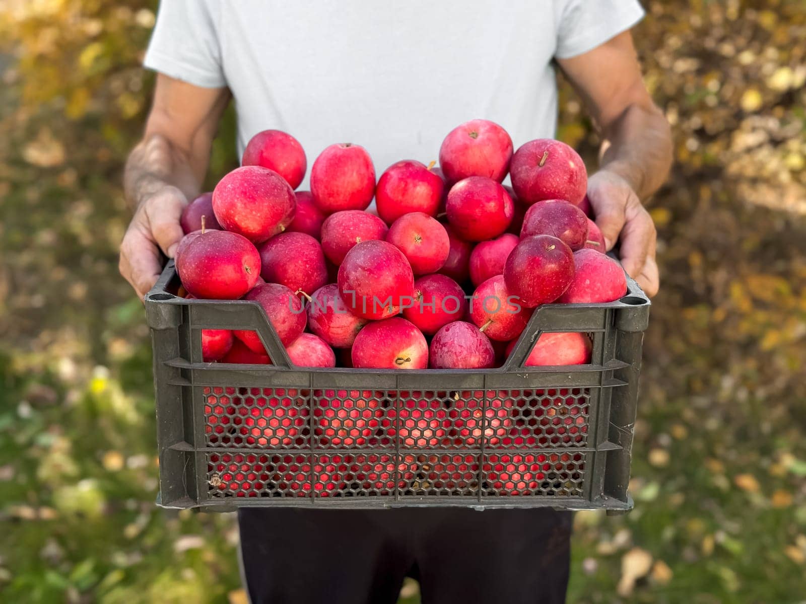 Caucasian male adult holding harvested red apples in a basket outdoors.