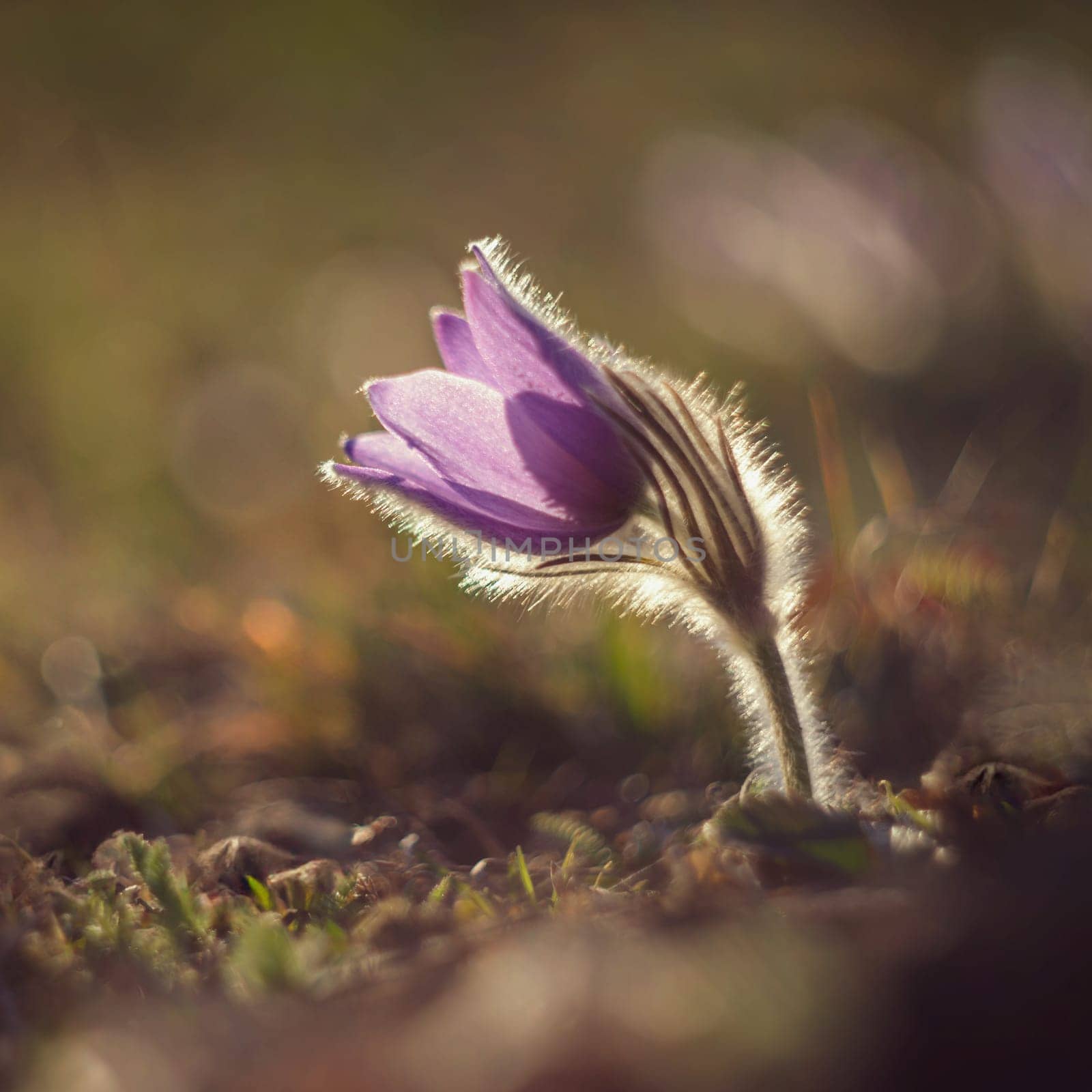 Spring background with flowers in meadow. Pasque Flower (Pulsatilla grandis)
