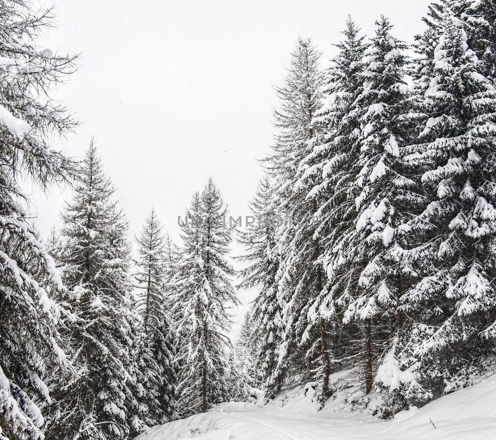 A Creative Austria pictures