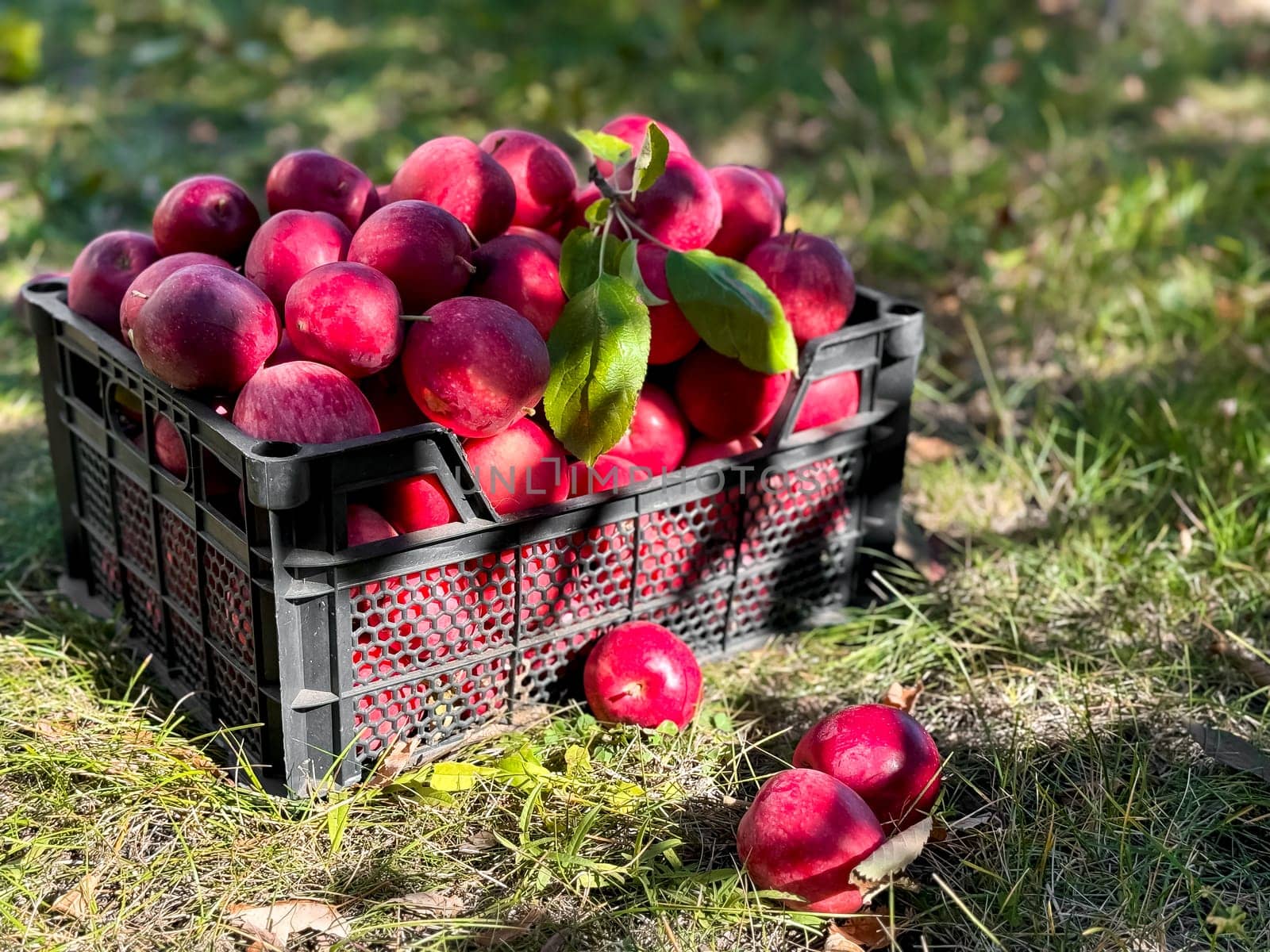 Freshly harvested red apples in black crate on grass in sunlit orchard.