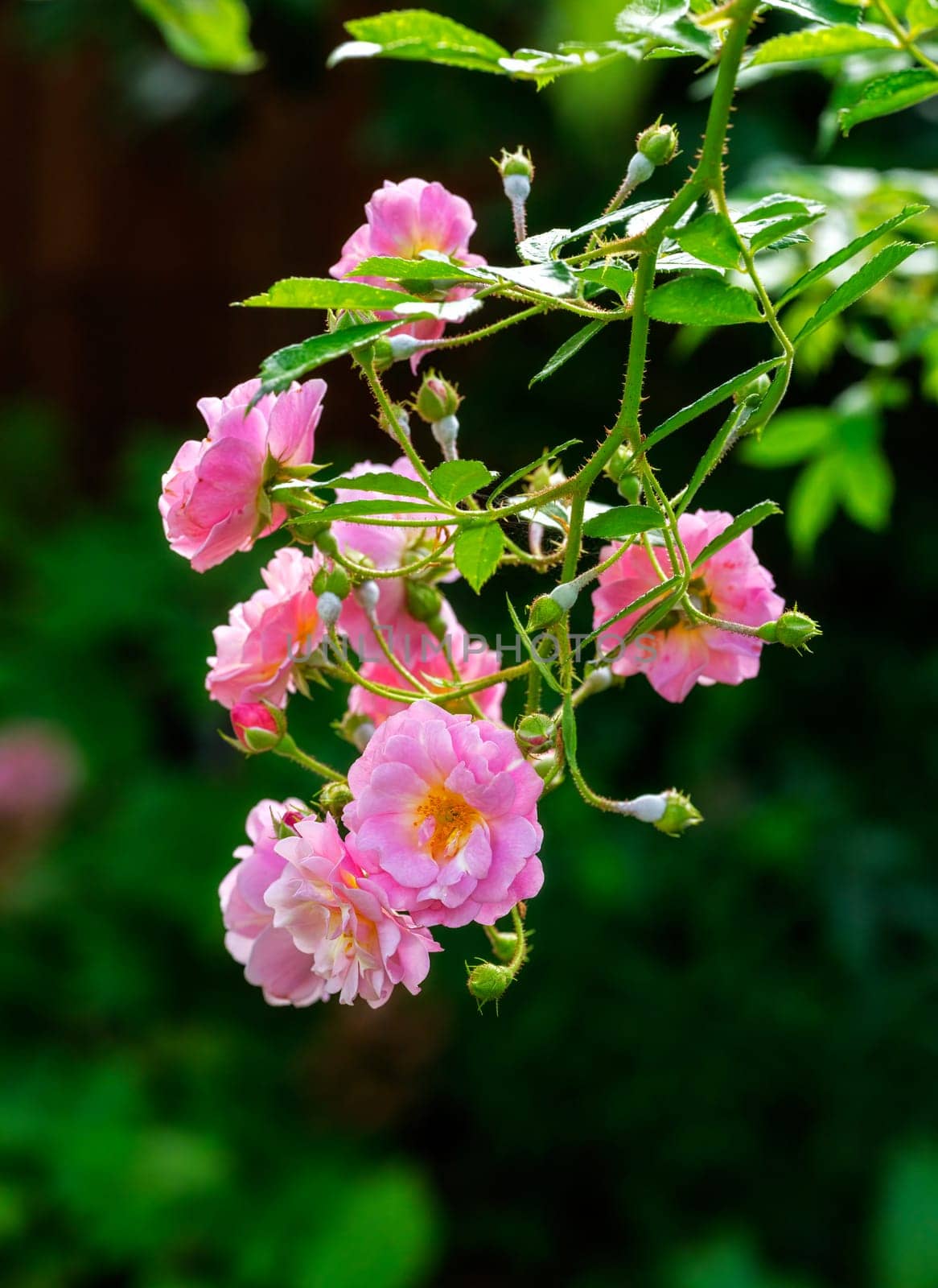 Blossoms of a pink rose flower bush