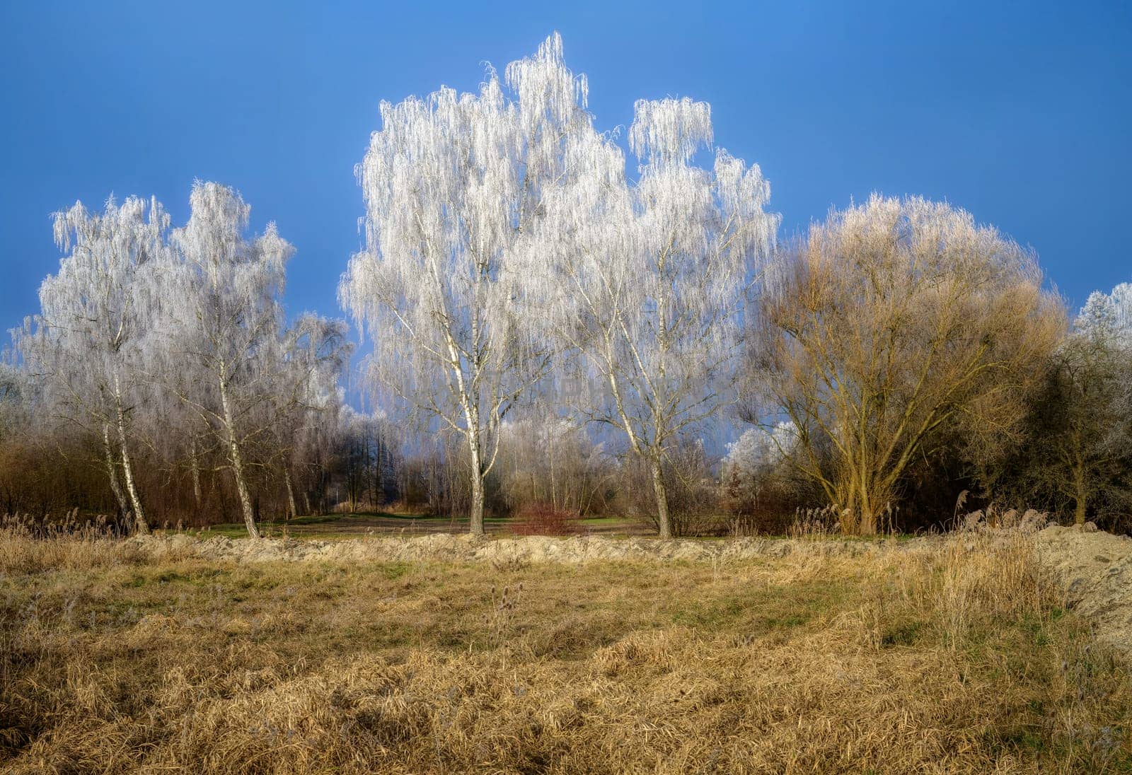 Winter landscape with frosted birch trees on a sunny day with blue sky seen in Schrobenhausen (Bavaria, Germany)