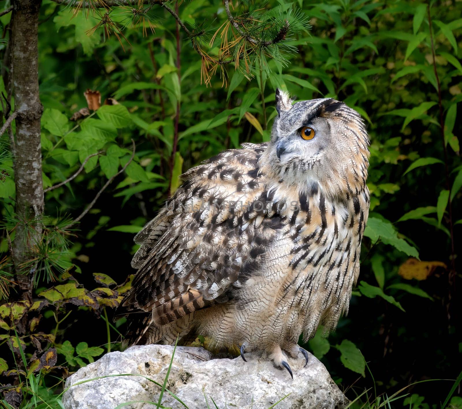 Closeup of an Eurasian eagle-owl sitting on a rock