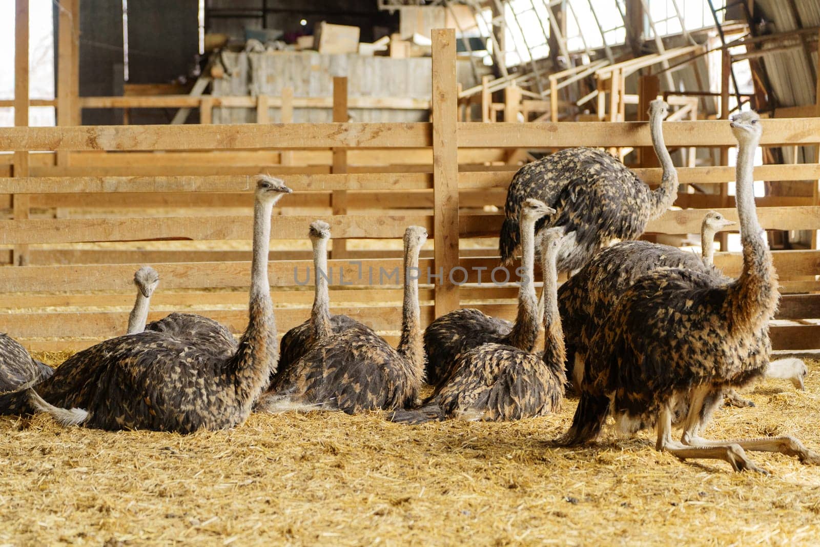 An ostrich strides confidently inside a barn, with light streaming in from the entrance