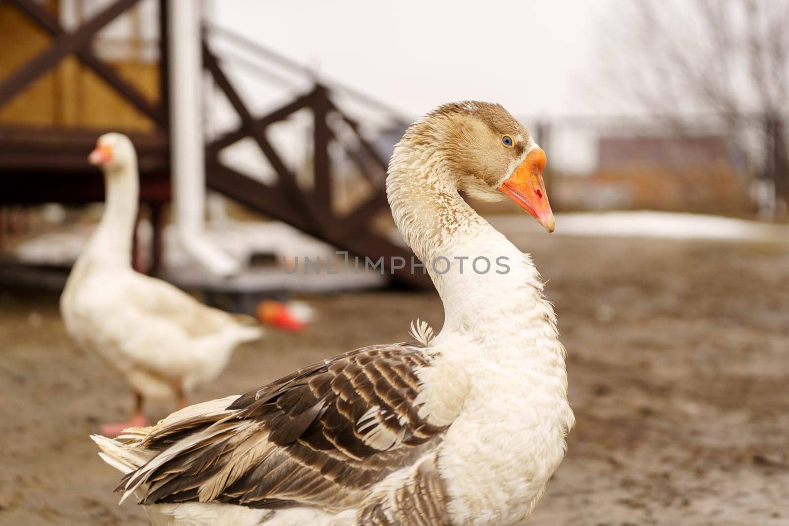 This close-up captures a white goose showcasing its striking blue eyes and vivid orange beak