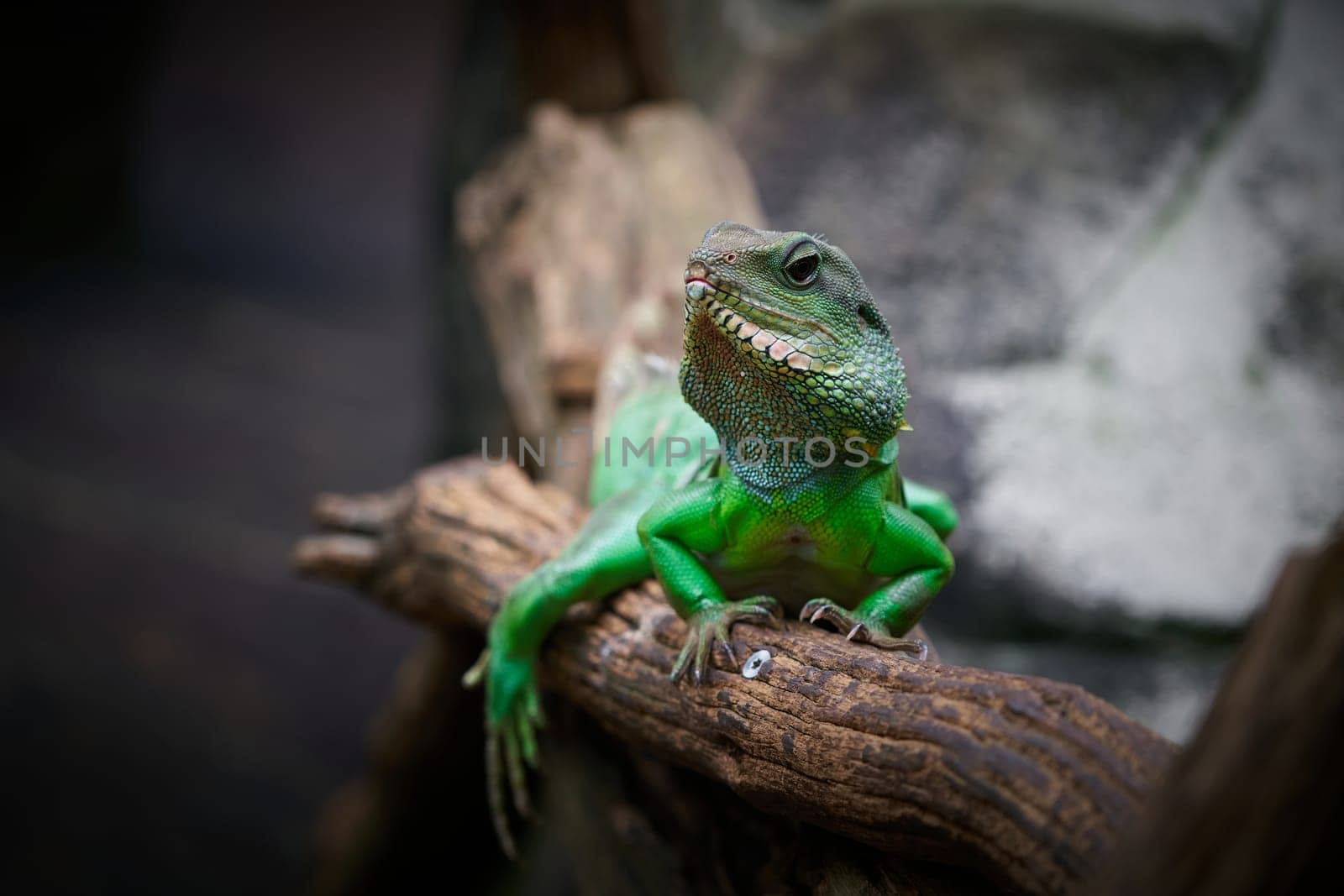 Green water dragon, grune Wasseragame, Physignathus cocincinus in captivity on a tree trunk