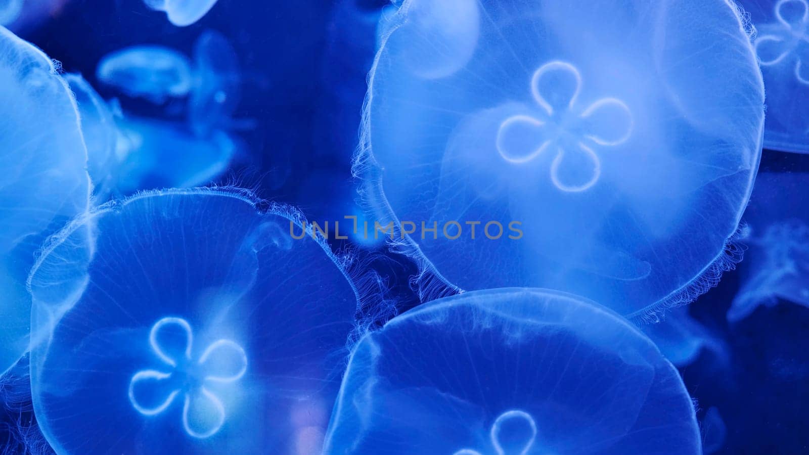 Moon jellyfish with blue light creating a beautiful underwater scene