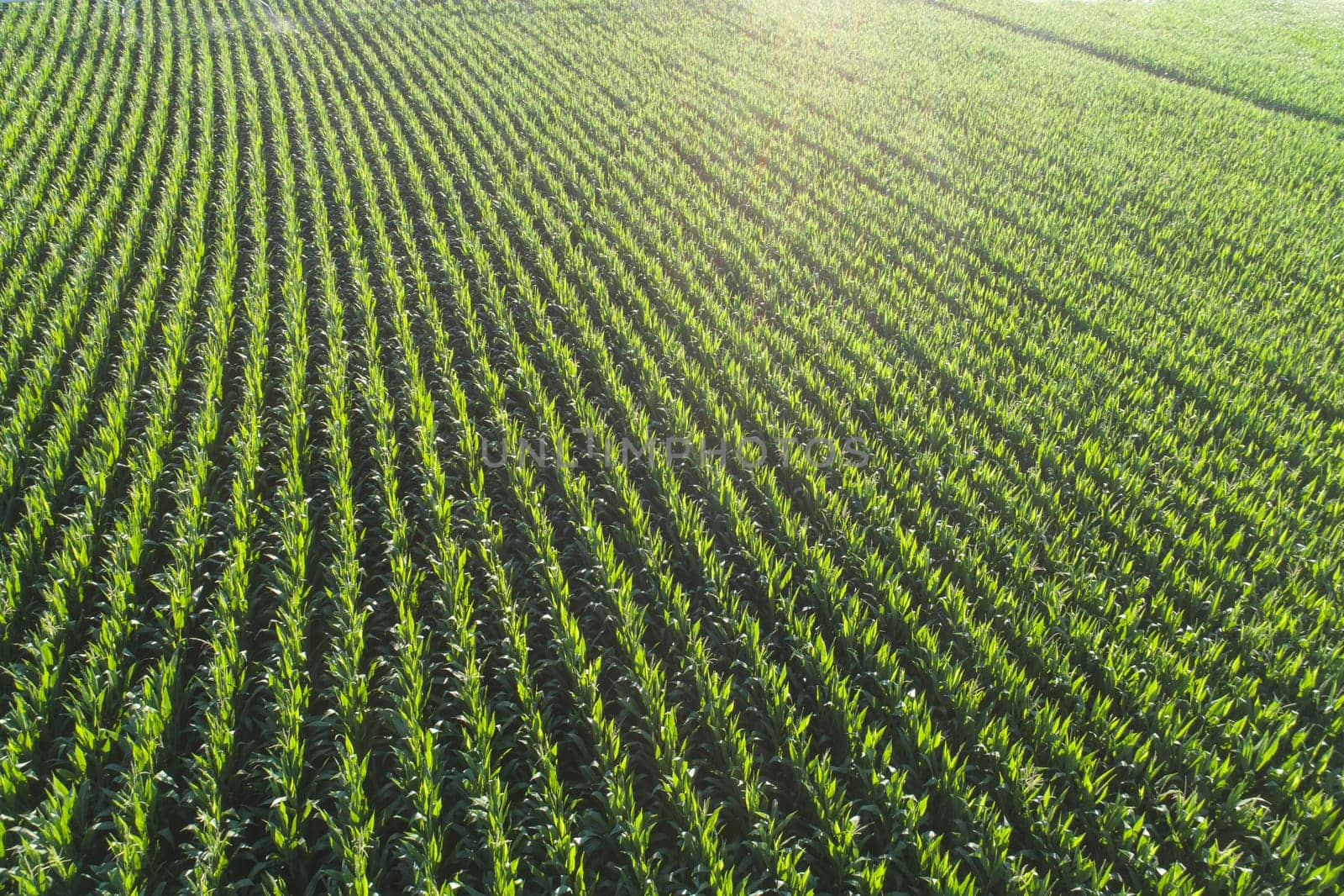 A field of corn is shown in a green field. The corn is tall and lush, and the field is very large. Concept of abundance and growth, as the corn is thriving in the fertile soil