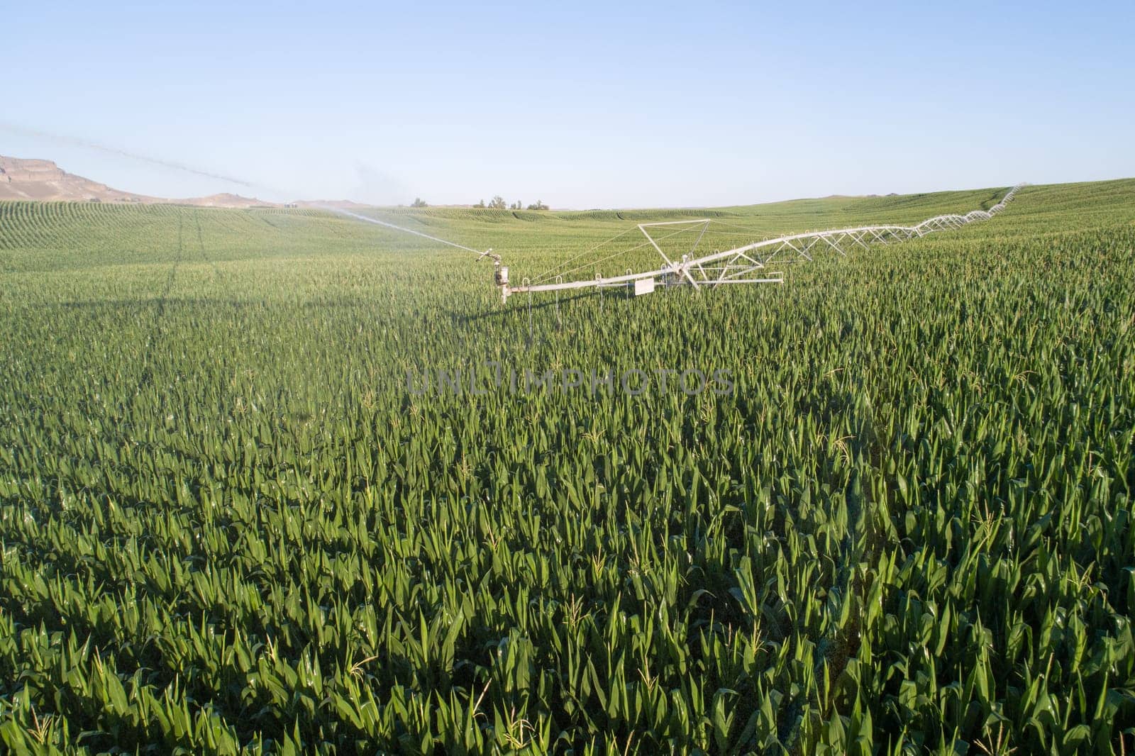 A field of corn with a sprinkler system in the middle. The corn is lush and green, and the sprinkler system is spraying water over the field. Concept of growth and abundance