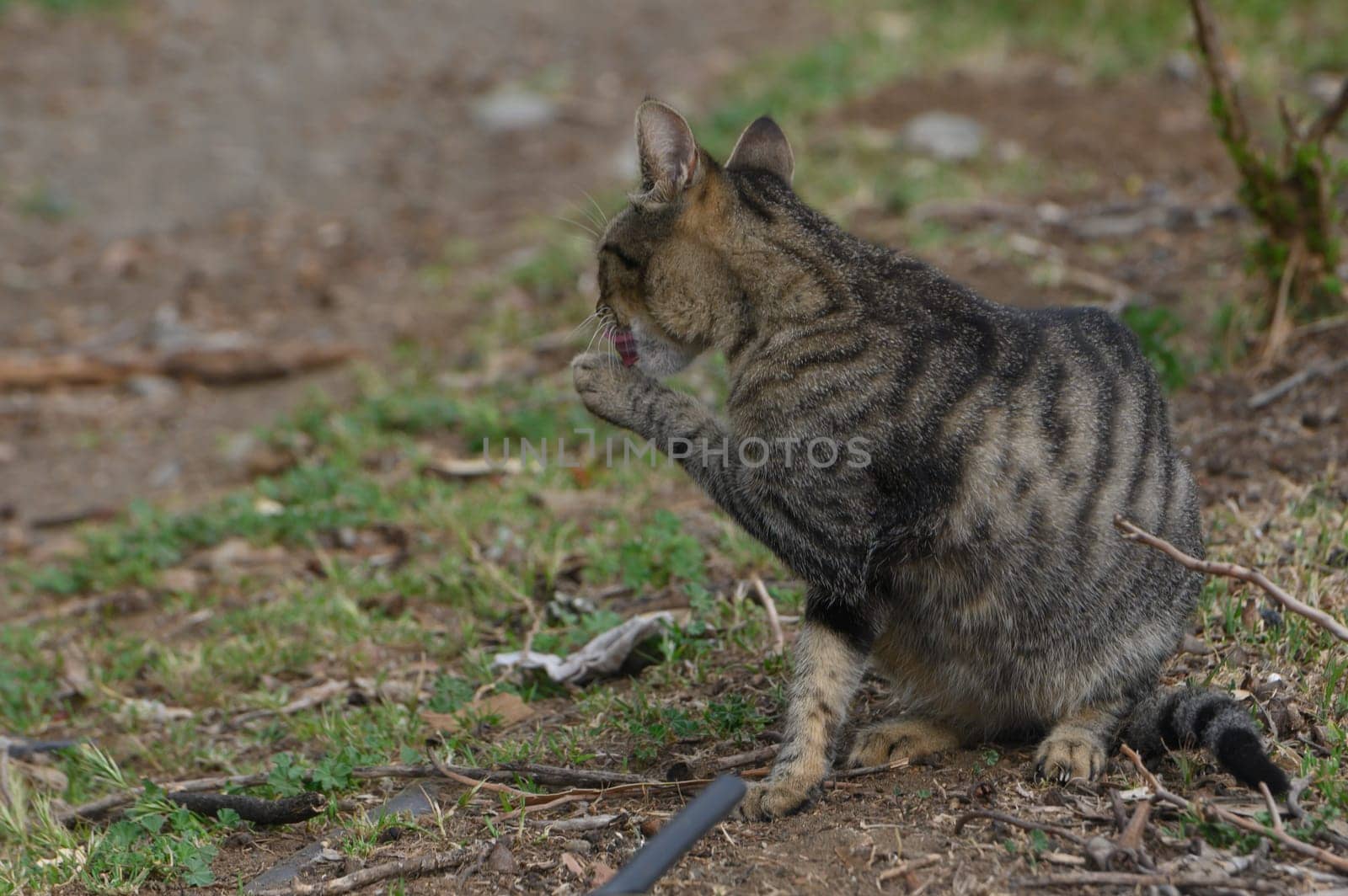 A striped tabby cat sits comfortably in a vibrant outdoor area, gently grooming its paw while surrounded by nature. The warm sunlight adds a serene touch to the moment.