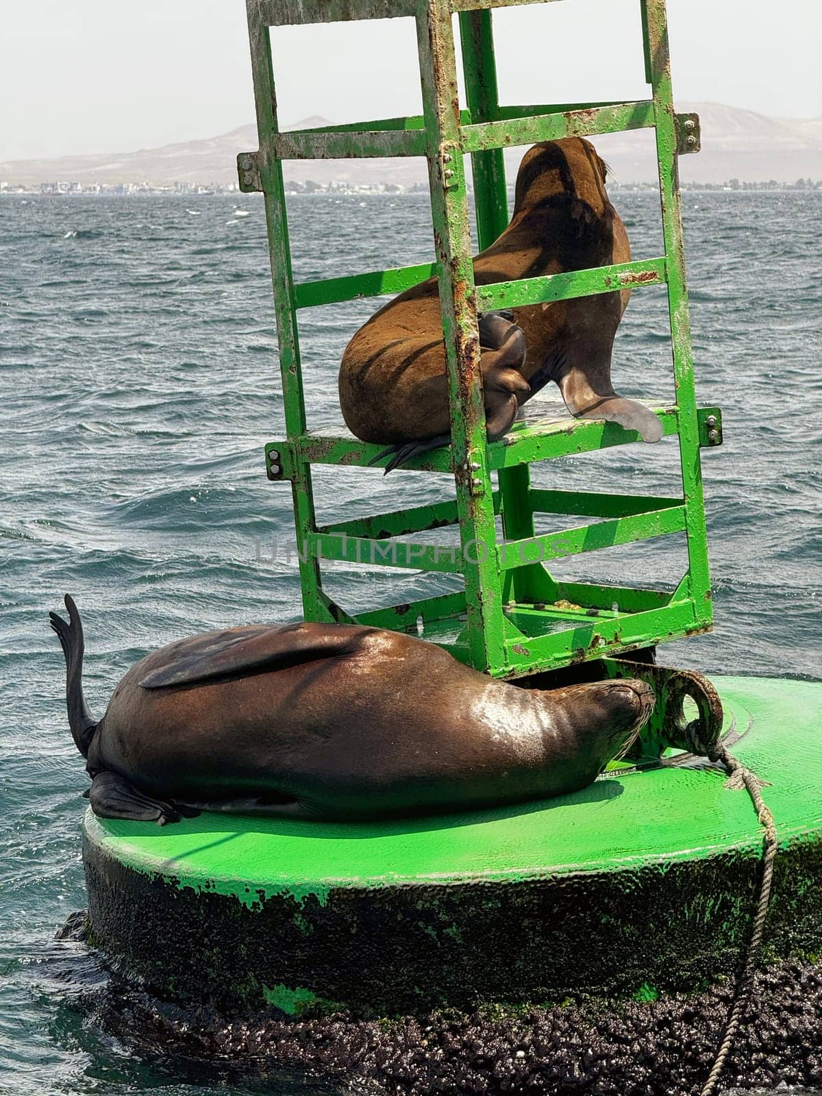 Two sea lions relax on a bright green navigation buoy in the ocean, enjoying the sun and calm coastal environment near shore.