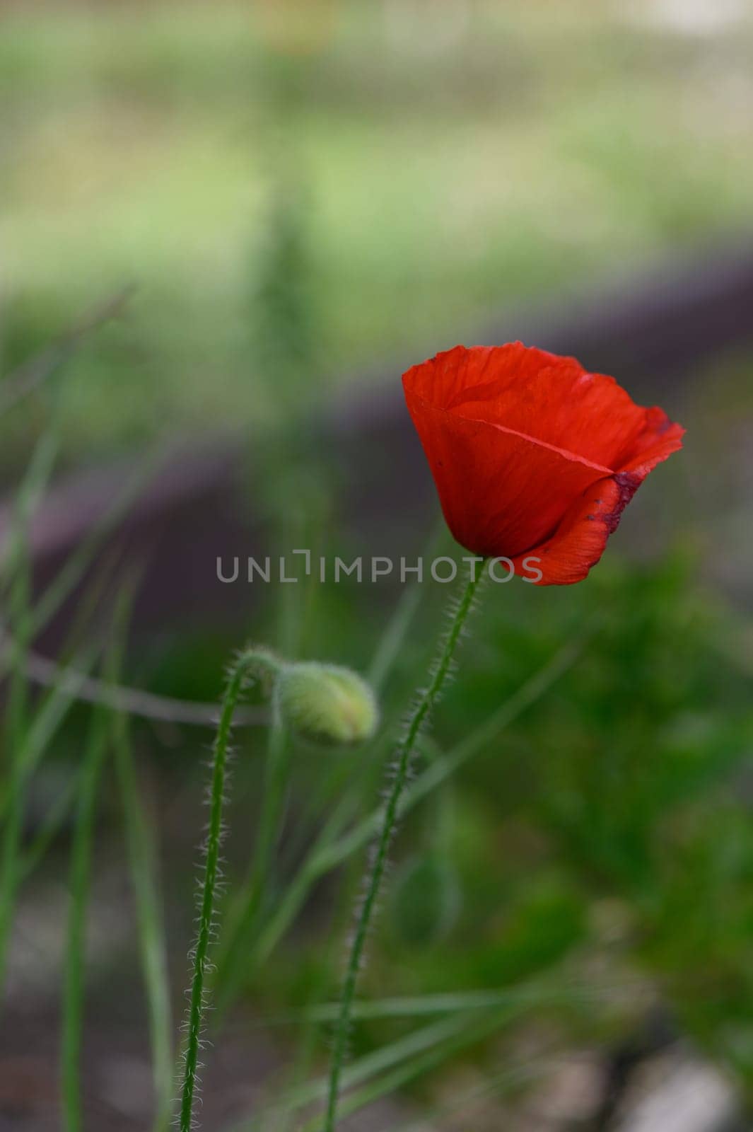 A vibrant red poppy emerges gracefully, highlighting its delicate petals against a lush green backdrop. Sunlight bathes the wildflower in warmth, celebrating the beauty of nature.