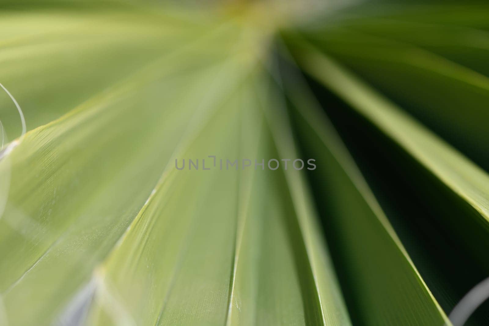 Lush palm leaves fan outwards in various shades of green, highlighting their smooth textures and gentle curves. Sunlight filters through, creating a tranquil atmosphere in a tropical paradise.