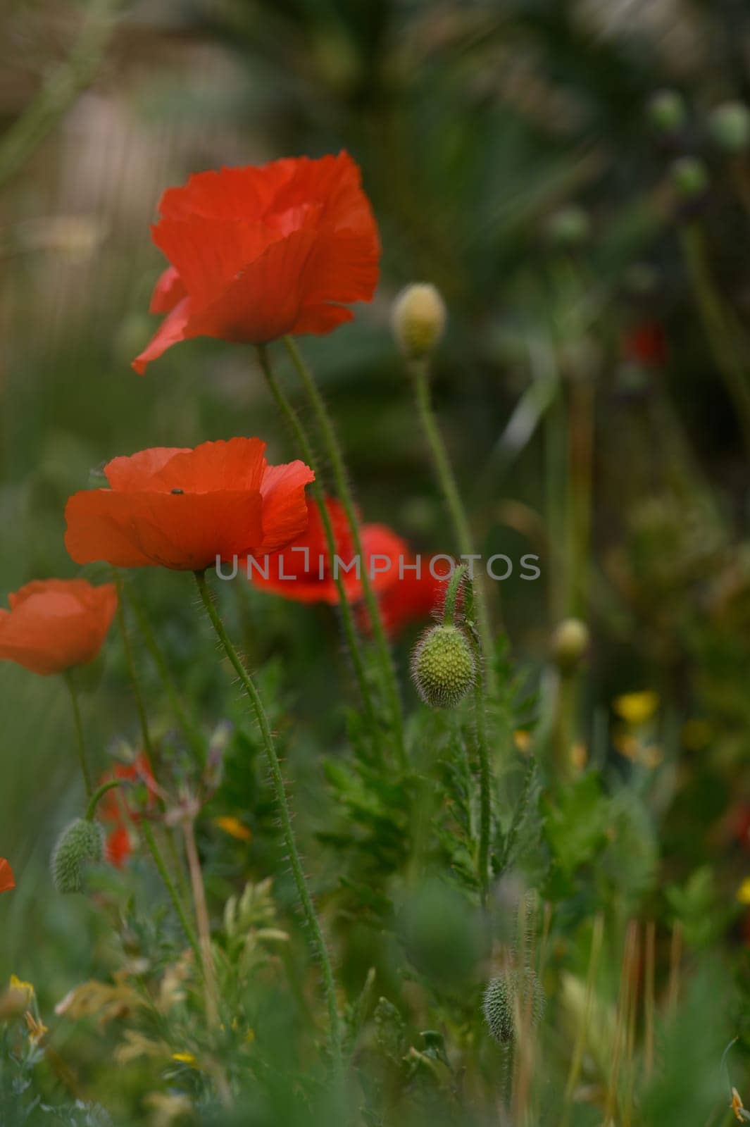 Delicate red poppies sway gracefully in the wind, surrounded by vibrant green foliage and colorful wildflowers under the warm sun. Nature's beauty on full display in a serene garden.