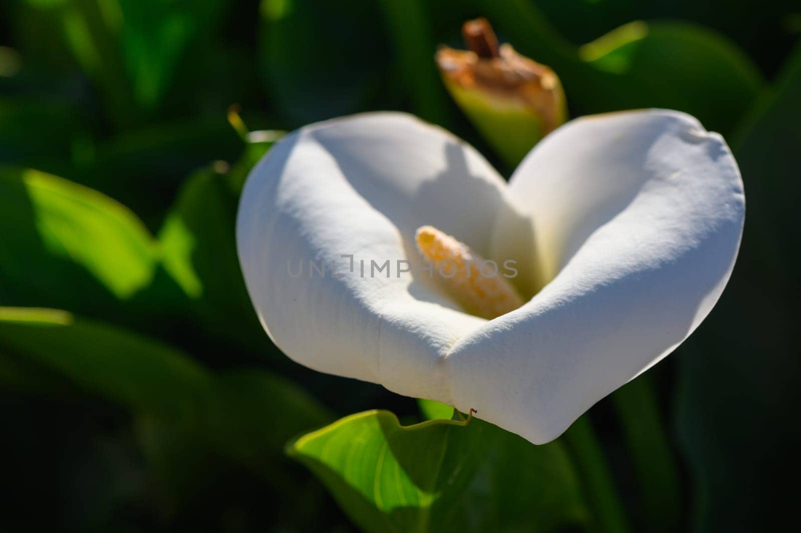 A stunning white flower unfolds in the warmth of the afternoon sun, surrounded by lush green leaves that create a tranquil and refreshing atmosphere, showcasing nature's beauty.