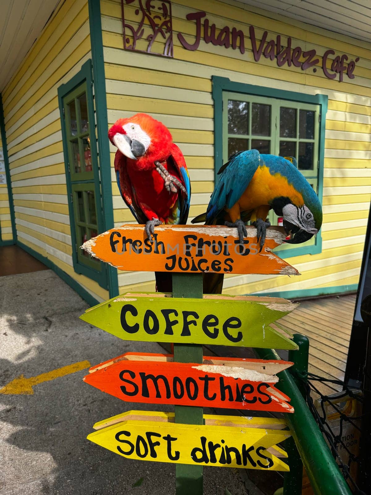 Holland, Aruba 11.22.2023 Two colorful parrots sit on a bright wooden sign outside Juan Valdez Cafe, promoting fresh fruit juices, coffee, smoothies, and soft drinks.