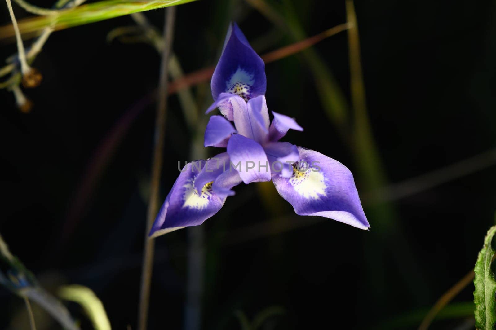 A striking purple flower emerges gracefully amidst the lush greenery of a serene forest. Nature's beauty unfolds in bright sunlight, showcasing intricate floral details.