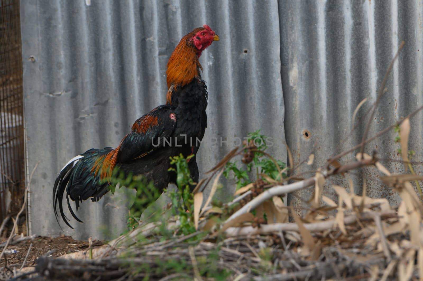 A colorful rooster struts confidently in an outdoor space, showcasing its striking plumage against a weathered metal backdrop. The sun shines brightly, illuminating the scene.