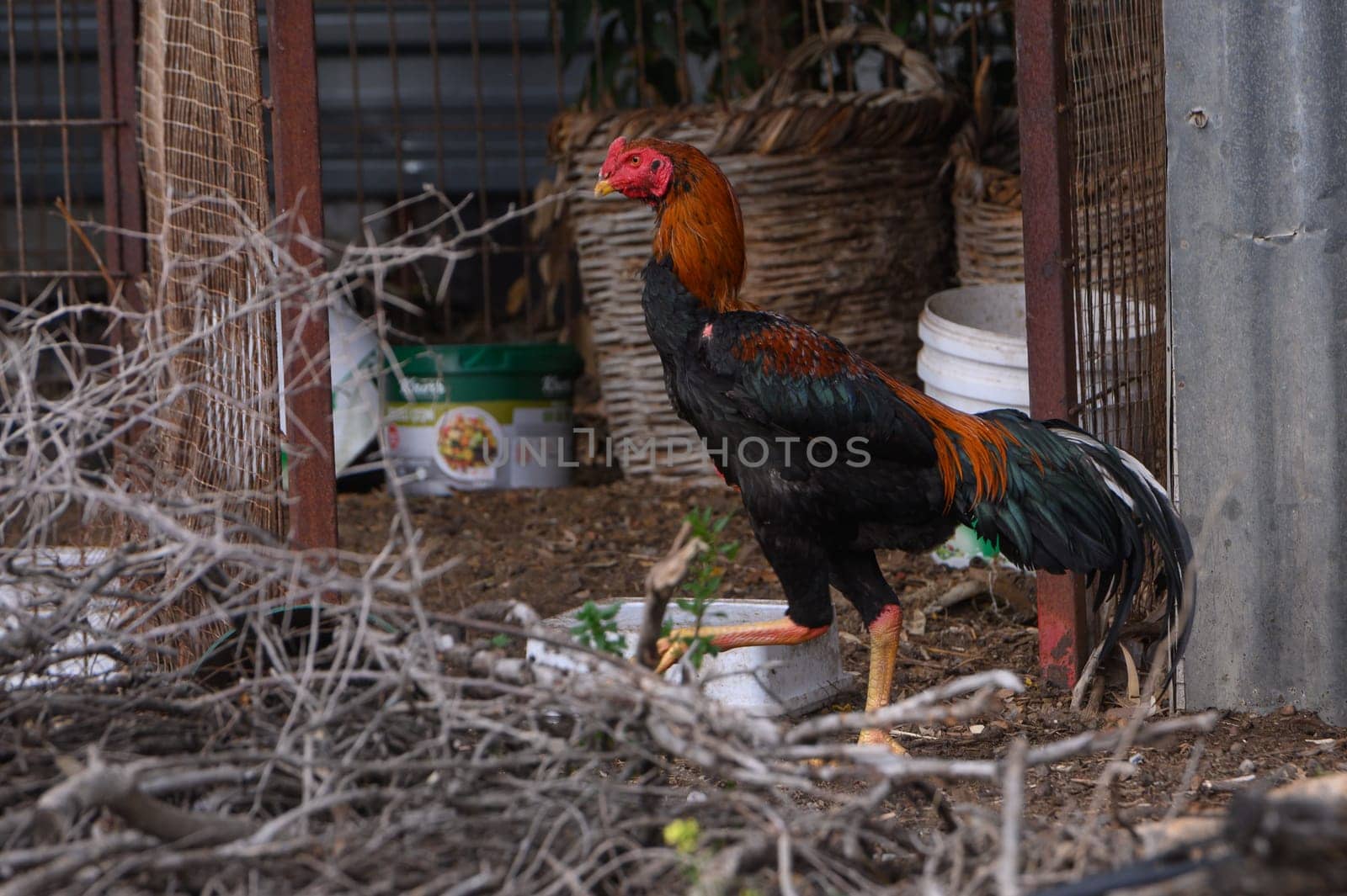 A vibrant rooster with striking plumage explores its outdoor pen, surrounded by twigs and containers, showcasing the charm of rural life during daylight hours.