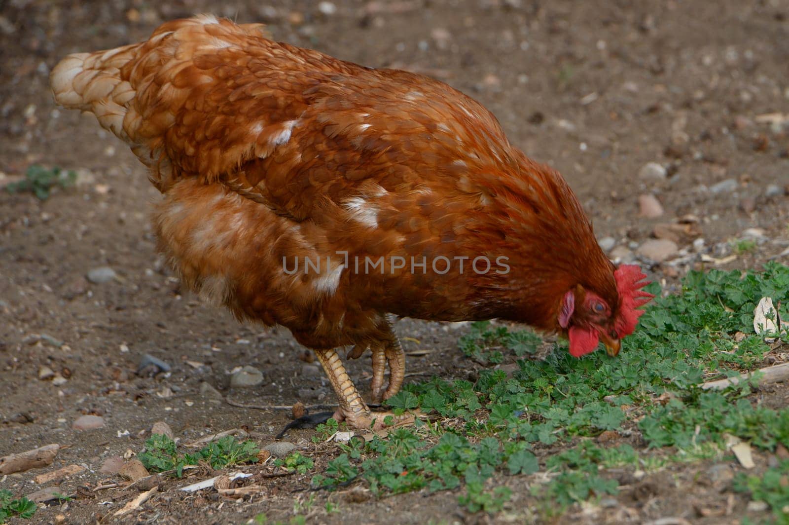 A brown hen pecks at the ground, searching for food among the green plants in a quaint garden under the warm afternoon sun. The peaceful rural environment enhances its natural behavior.