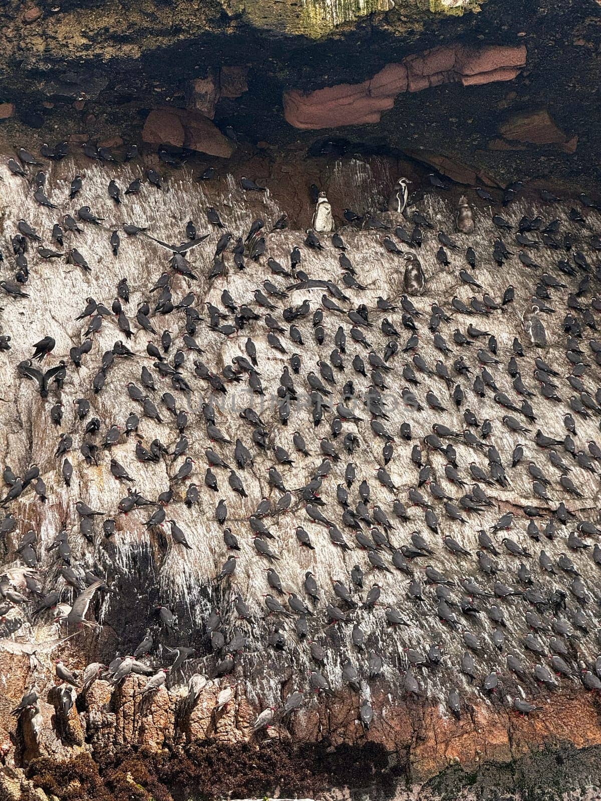 A dense flock of seabirds clings to a rocky cliffside for nesting, with a few penguins and other marine birds scattered among the group