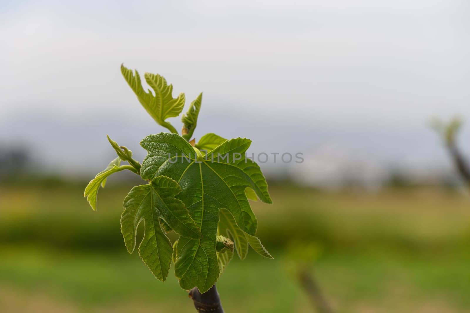 Delicate green leaves sprout from a young fig tree, capturing the essence of spring’s awakening. The garden is filled with serenity, illuminated by soft morning light.