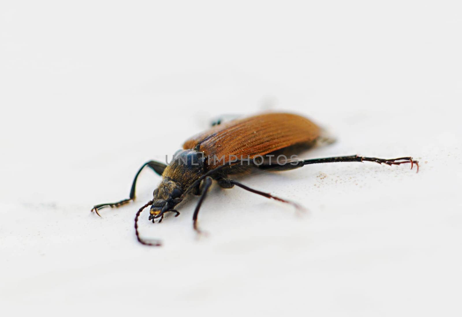A striking beetle is featured with glossy, intricate patterns on its body, highlighting the beauty of nature. It moves cautiously across a pale surface, reflecting sunlight elegantly.