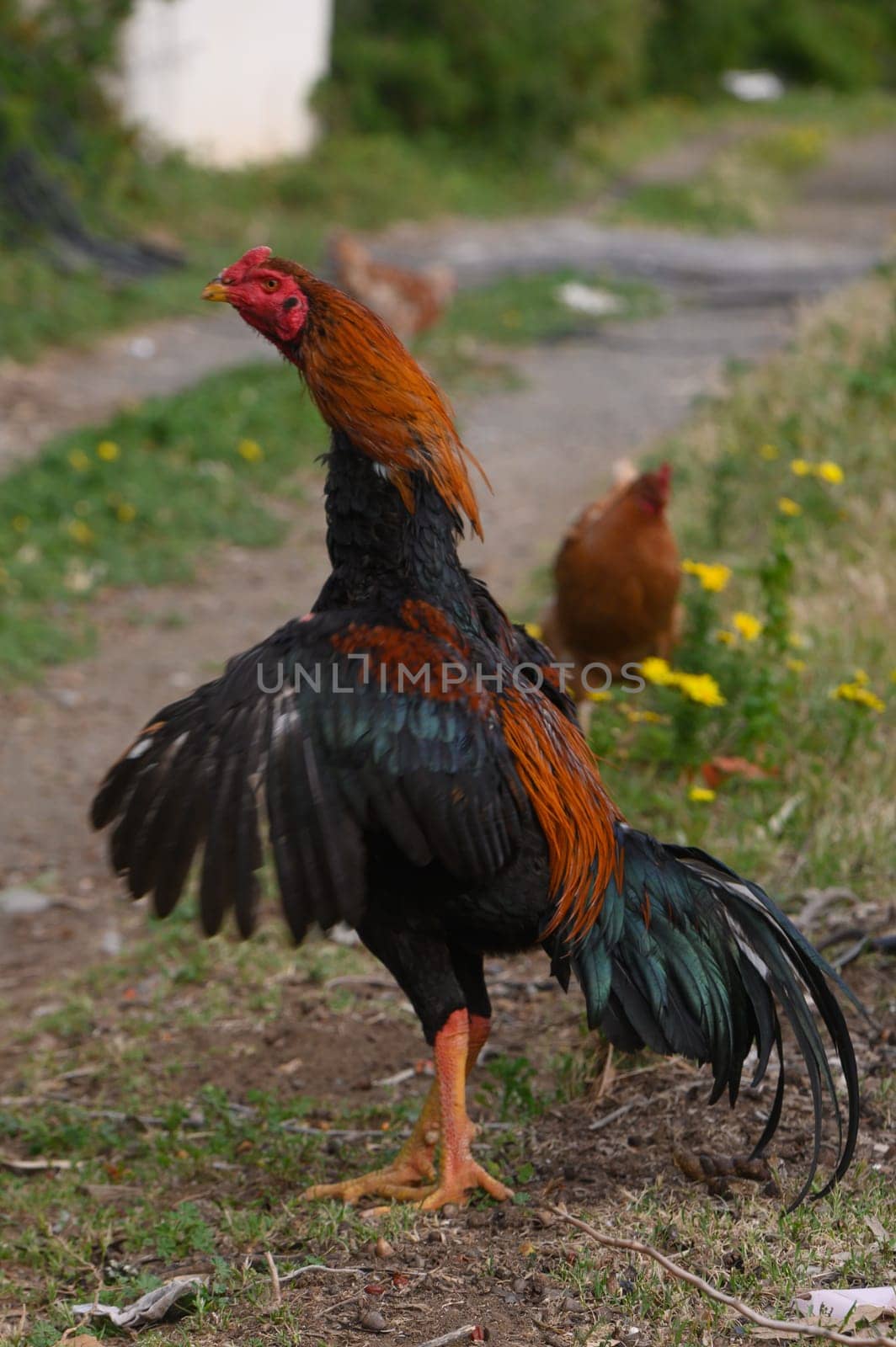 A striking rooster displays its colorful feathers while walking confidently down a dirt path. In the background, hens forage among blooming wildflowers, adding to the pastoral charm.